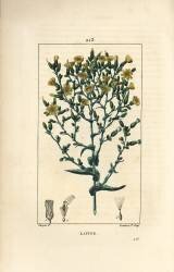 Laitue (Pierre Jean Francois Turpin) - Muzeo.com