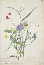 Lathyrus nissolia (Georg Dionysius Ehret) - Muzeo.com