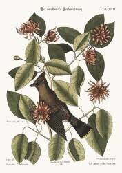 Le bavardeur (Mark Catesby) - Muzeo.com