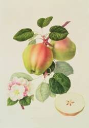 Le Codlin néerlandais (William Hooker) - Muzeo.com