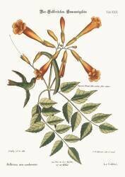 Le colibri (Mark Catesby) - Muzeo.com