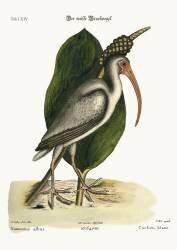 Le Courlis blanc (Mark Catesby) - Muzeo.com