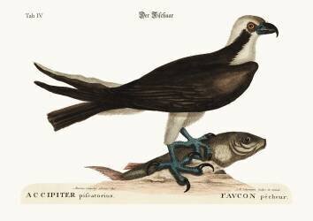 Le faucon pêcheur (Mark Catesby) - Muzeo.com
