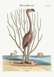 Le Flamant (Mark Catesby) - Muzeo.com