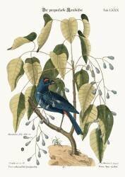Le gros-bec violet (Mark Catesby) - Muzeo.com