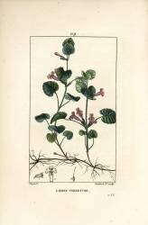 Lierre terrestre (Pierre Jean Francois Turpin) - Muzeo.com