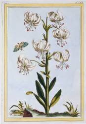 Lilium superbum (Pierre-Joseph Buchoz) - Muzeo.com