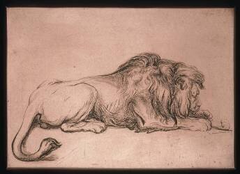 Lion couché rongeant un os (Rembrandt) - Muzeo.com