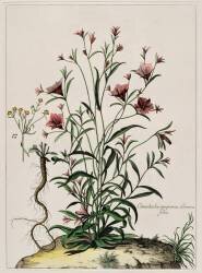 Liseron (Nicolas Robert) - Muzeo.com