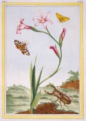 L'Ixia (Pierre-Joseph Buchoz) - Muzeo.com