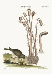 L'oiseau des neiges (Mark Catesby) - Muzeo.com