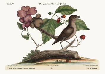 L'oiseau moqueur (Mark Catesby) - Muzeo.com