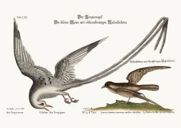L'oiseau tropique (Mark Catesby) - Muzeo.com