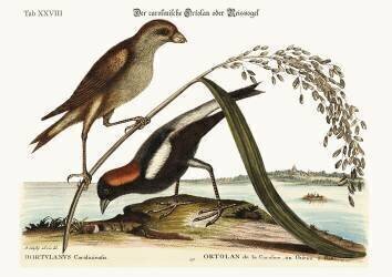 L'oiseau-riz (Mark Catesby) - Muzeo.com