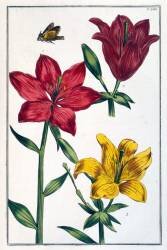 Lys (Maria Sibylla Graff Merian) - Muzeo.com