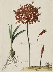 Lys du Japon (Nicolas Robert) - Muzeo.com