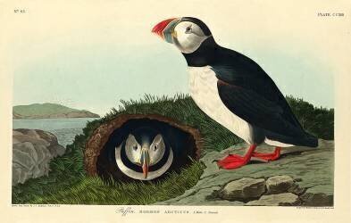 Macareux moine (John James Audubon) - Muzeo.com