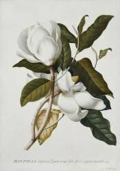 Magnolia (Georg Dionysius Ehret) - Muzeo.com