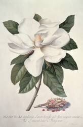 Magnolia (Georg Dionysius Ehret) - Muzeo.com