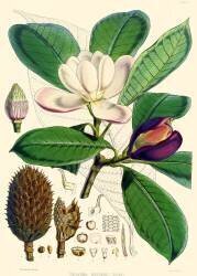 Magnolia hodgsonii (Joseph Dalton Hooker) - Muzeo.com