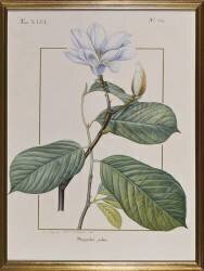 Magnolia Yulan (Gaëtan du Châtenet) - Muzeo.com