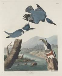 Martin-chasseur ceinturé (John James Audubon) - Muzeo.com