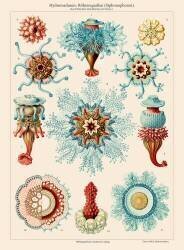 Méduse (Ernst Haeckel) - Muzeo.com