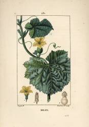 Melon (Pierre Jean Francois Turpin) - Muzeo.com