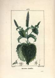 Menthe crispée (Pierre Jean Francois Turpin) - Muzeo.com