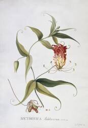 Methonica (Georg Dionysius Ehret) - Muzeo.com