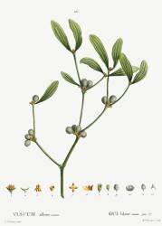 Mistletoe (Pierre Joseph Redouté) - Muzeo.com