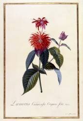Monarde (Georg Dionysius Ehret) - Muzeo.com