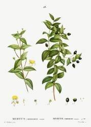 Myrte commun (Pierre Joseph Redouté) - Muzeo.com