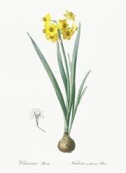 Narcissus Lazetta (Pierre Joseph Redouté) - Muzeo.com