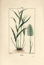 Nard (Pierre Jean Francois Turpin) - Muzeo.com