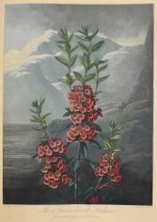 Narrow leaved kalmia (Robert John Thornton) - Muzeo.com