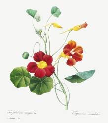 Nasturtium (Pierre Joseph Redouté) - Muzeo.com