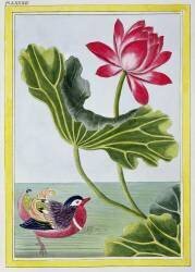 Nénuphar rouge chinois (Pierre-Joseph Buchoz) - Muzeo.com