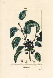 Nerprun purgatif (Pierre Jean Francois Turpin) - Muzeo.com