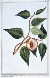 Noix de muscade (Pierre-Joseph Buchoz) - Muzeo.com