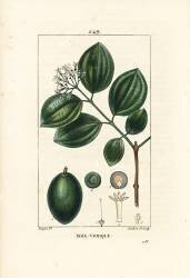 Noix-vomique (Pierre Jean Francois Turpin) - Muzeo.com