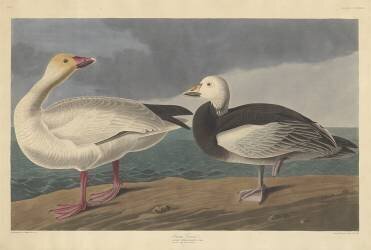 Oie des neiges (John James Audubon) - Muzeo.com