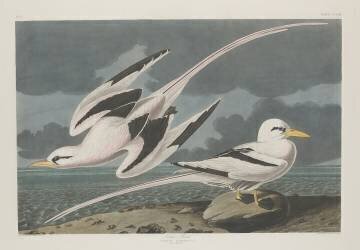 Oiseau des tropiques (John James Audubon) - Muzeo.com
