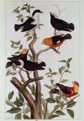 Oiseaux sur les branches (Pierre-Joseph Buchoz) - Muzeo.com