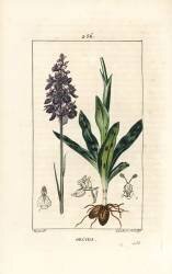 Orchis (Pierre Jean Francois Turpin) - Muzeo.com