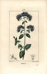 Origan (Pierre Jean Francois Turpin) - Muzeo.com