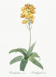Ornithogalum Aureum (Pierre Joseph Redouté) - Muzeo.com