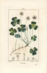 Oxalide (Pierre Jean Francois Turpin) - Muzeo.com