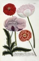 Papaver (Georg Dionysius Ehret) - Muzeo.com