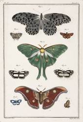 Papillons (anonyme) - Muzeo.com
